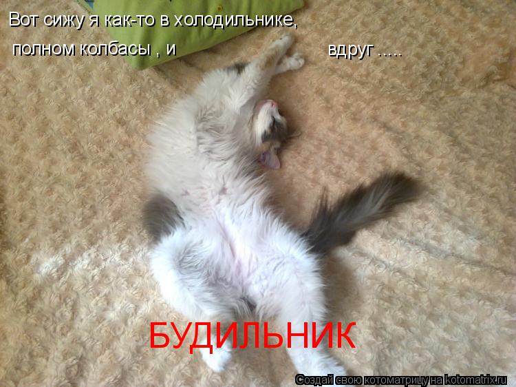 Вот сижу я как-то в холодильнике, полном колбасы , и вдруг ..... БУДИЛЬНИК... Котоматрица: Вот сижу я как-то в холодильнике, полном колбасы , и вдруг ..... БУДИЛЬНИК