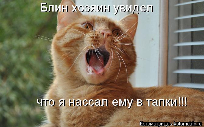 Котоматрица: Блин хозяин увидел  что я нассал ему в тапки!!!