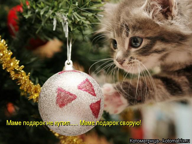 Котоматрица: Маме подарок не купил..... Маме подарок сворую!