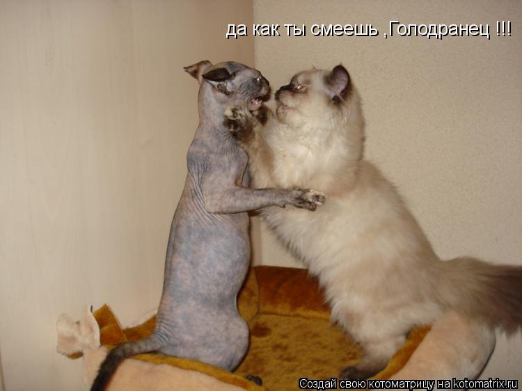 Котоматрица: да как ты смеешь ,Голодранец !!!
