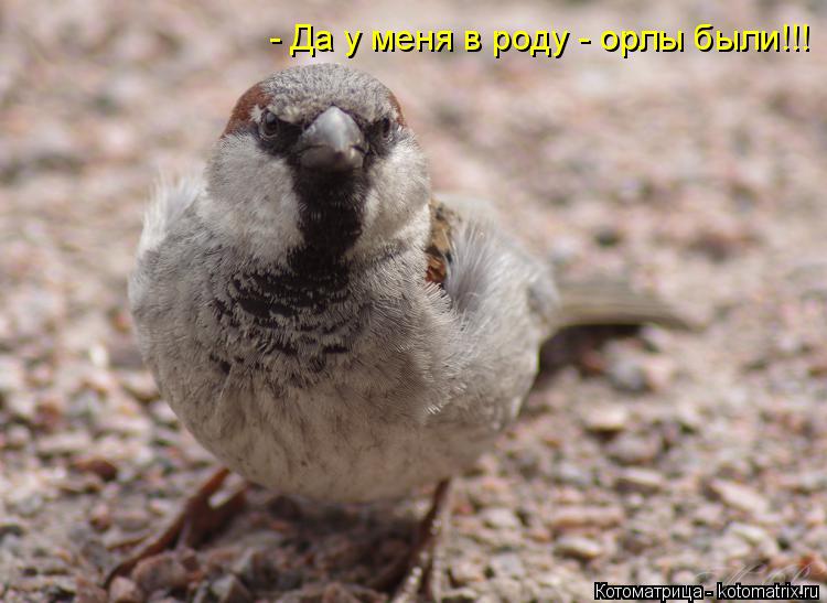 Котоматрица: - Да у меня в роду - орлы были!!!