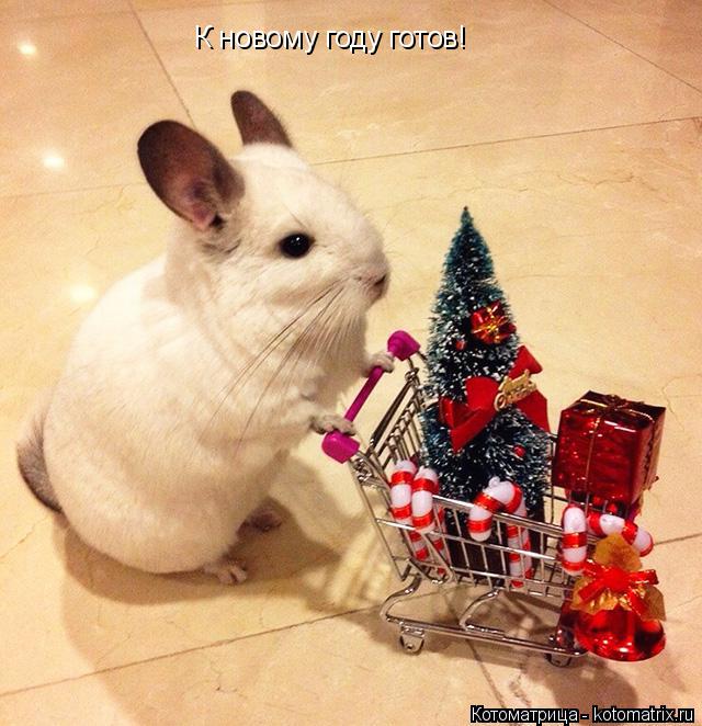 К новому году готов!... Котоматрица: К новому году готов!
