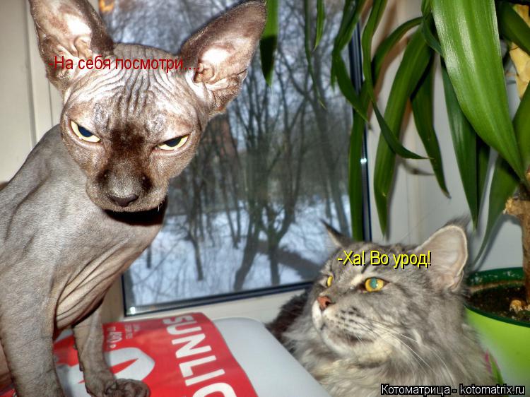 Котоматрица: -Ха! Во урод! -На себя посмотри....