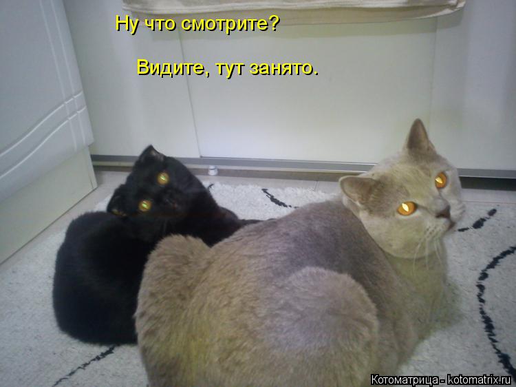 Котоматрица: Ну что смотрите? Видите, тут занято.