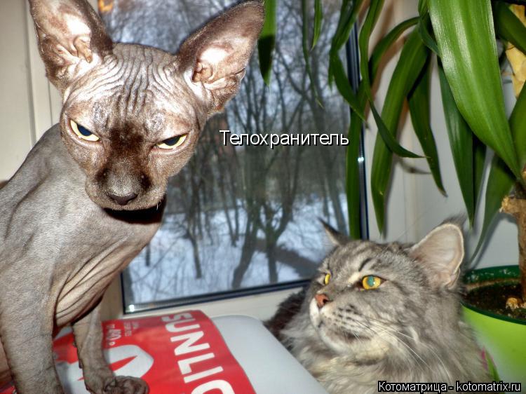 Котоматрица: Телохранитель
