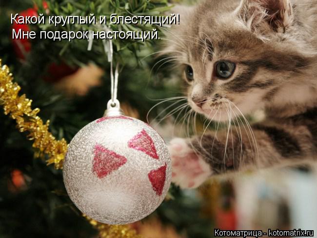 Котоматрица: Какой круглый и блестящий!  Мне подарок настоящий.