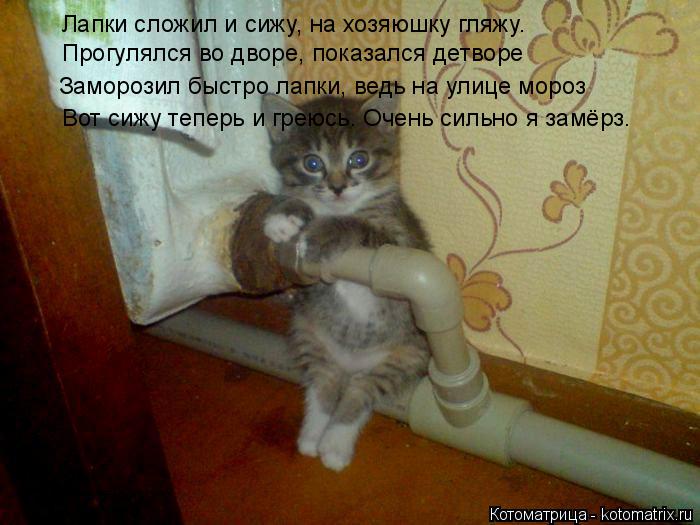 Котоматрица: Лапки сложил и сижу, на хозяюшку гляжу. Прогулялся во дворе, показался детворе Заморозил быстро лапки, ведь на улице мороз Вот сижу теперь и 