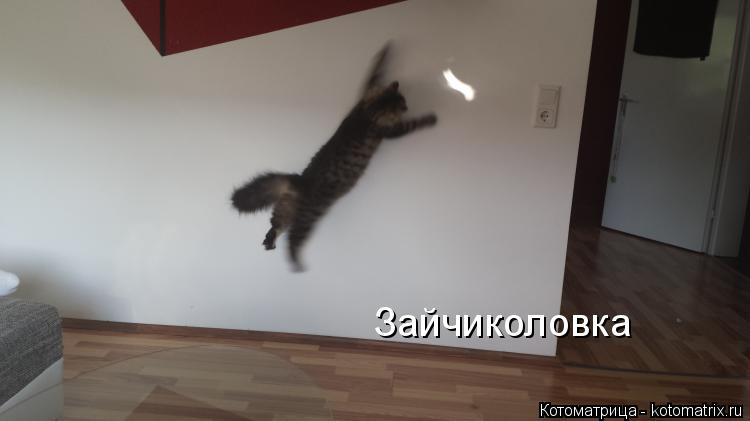 Котоматрица: Зайчиколовка