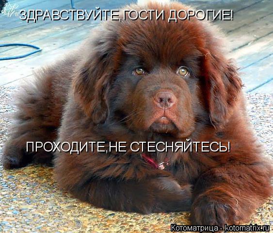 Котоматрица: ЗДРАВСТВУЙТЕ,ГОСТИ ДОРОГИЕ! ПРОХОДИТЕ,НЕ СТЕСНЯЙТЕСЬ!