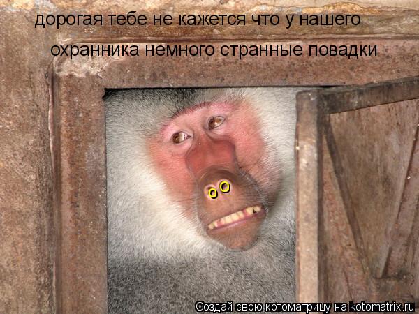 Котоматрица: дорогая тебе не кажется что у нашего  охранника немного странные повадки о о