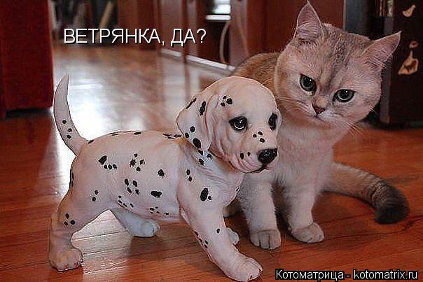 Котоматрица: ВЕТРЯНКА, ДА?
