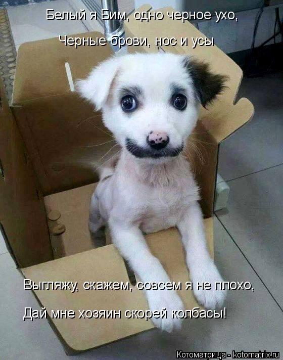 Белый я Бим, одно черное ухо, Черные брови, нос и усы Выгляжу, скажем, совсем я не плохо, Дай мне хоз... Котоматрица: Белый я Бим, одно черное ухо, Черные брови, нос и усы Выгляжу, скажем, совсем я не плохо, Дай мне хозяин скорей колбасы!