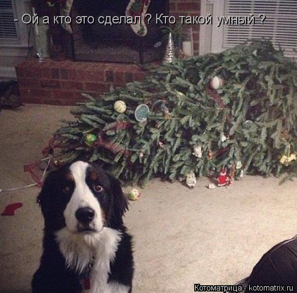 Котоматрица: - Ой а кто это сделал ? Кто такой умный ?