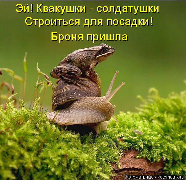 Котоматрица: Эй! Квакушки - солдатушки Строиться для посадки! Броня пришла