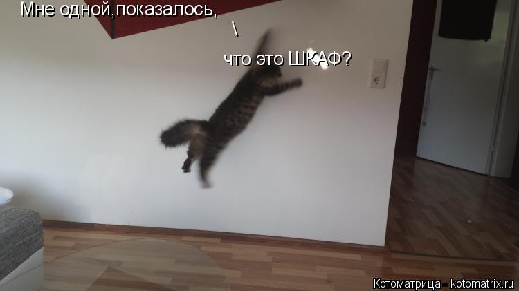 Котоматрица: \ Мне одной,показалось, что это ШКАФ?
