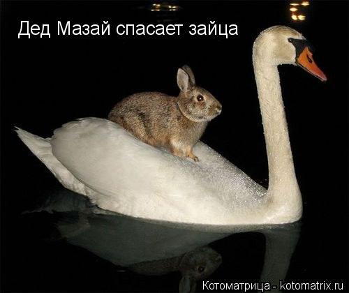 Котоматрица: Дед Мазай спасает зайца