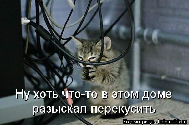 Ну хоть что-то в этом доме разыскал перекусить... Котоматрица: Ну хоть что-то в этом доме разыскал перекусить