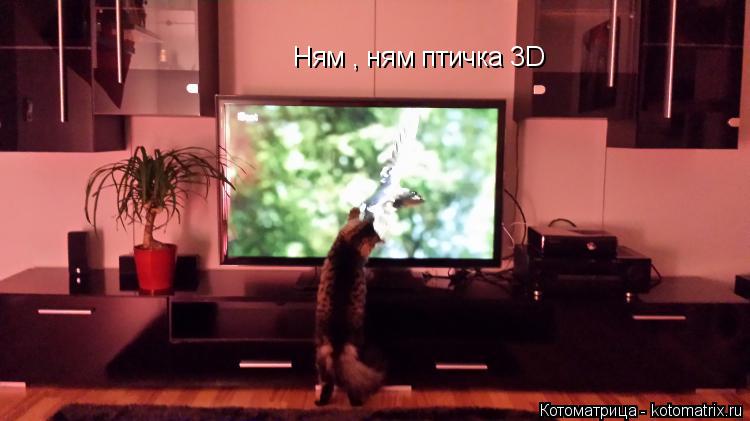 Котоматрица: Ням , ням птичка 3D