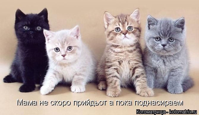 Мама не скоро прийдьот а пока поднасираем... Котоматрица: Мама не скоро прийдьот а пока поднасираем