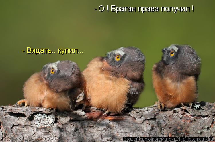 Котоматрица: - О ! Братан права получил ! - Видать.. купил...