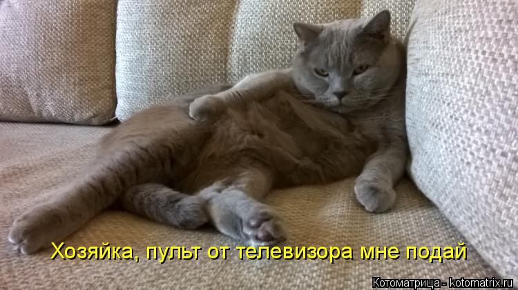 Котоматрица: Хозяйка, пульт от телевизора мне подай