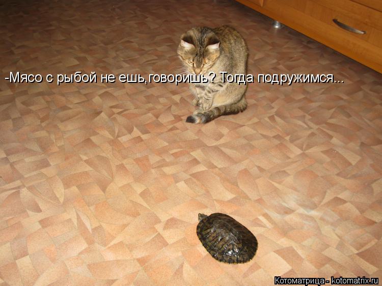 -Мясо с рыбой не ешь,говоришь? Тогда подружимся...... Котоматрица: -Мясо с рыбой не ешь,говоришь? Тогда подружимся...