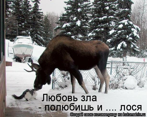 Любовь зла - полюбишь и .... лося... Котоматрица: Любовь зла - полюбишь и .... лося