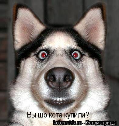 Вы шо кота купили?!... Котоматрица: Вы шо кота купили?!