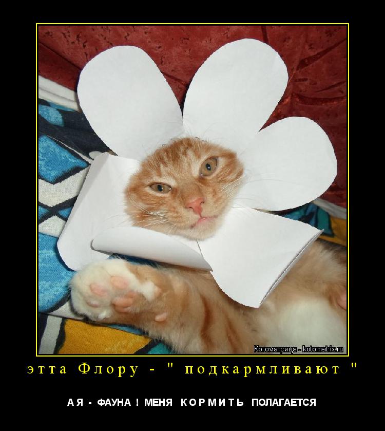 этта Флору - " подкармливают " А Я - ФАУНА ! МЕНЯ К О Р М И Т Ь ПОЛАГАЕТСЯ... Котоматрица: этта Флору - " подкармливают " А Я - ФАУНА ! МЕНЯ К О Р М И Т Ь ПОЛАГАЕТСЯ
