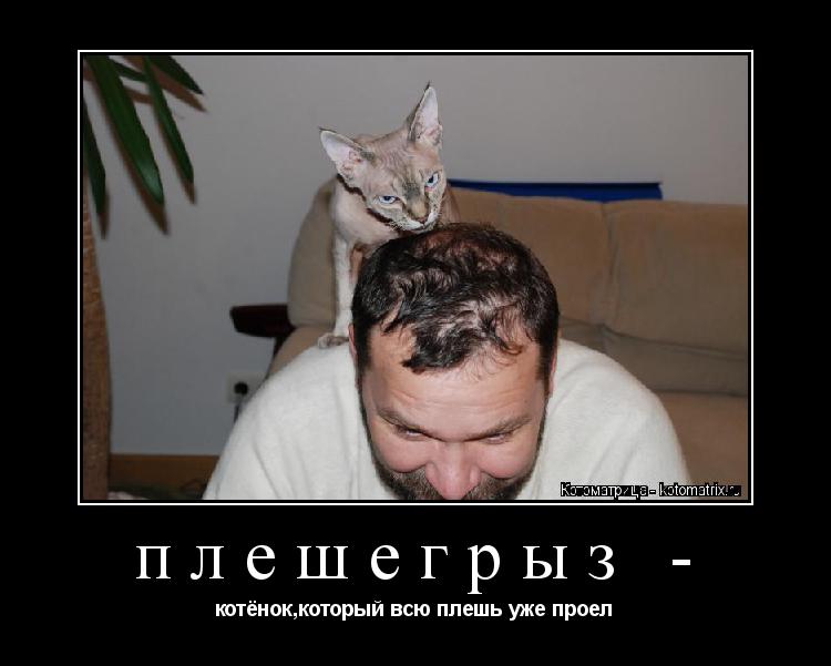 Котоматрица: плешегрыз -  котёнок,который всю плешь уже проел