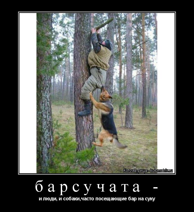 Котоматрица: барсучата -  и люди, и собаки,часто посещающие бар на суку