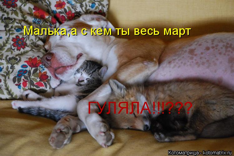 Малька,а с кем ты весь март ГУЛЯЛА!!!???... Котоматрица: Малька,а с кем ты весь март ГУЛЯЛА!!!???