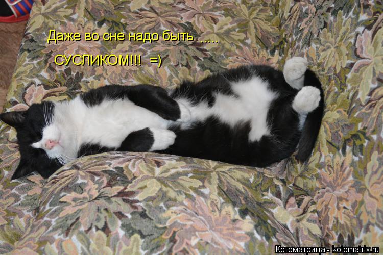 Котоматрица: Даже во сне надо быть ..... СУСЛИКОМ!!! =)