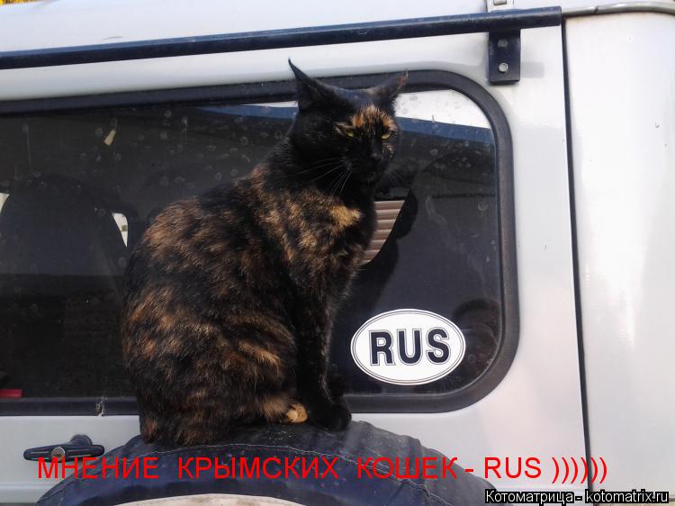Котоматрица: МНЕНИЕ  КРЫМСКИХ  КОШЕК - RUS ))))))