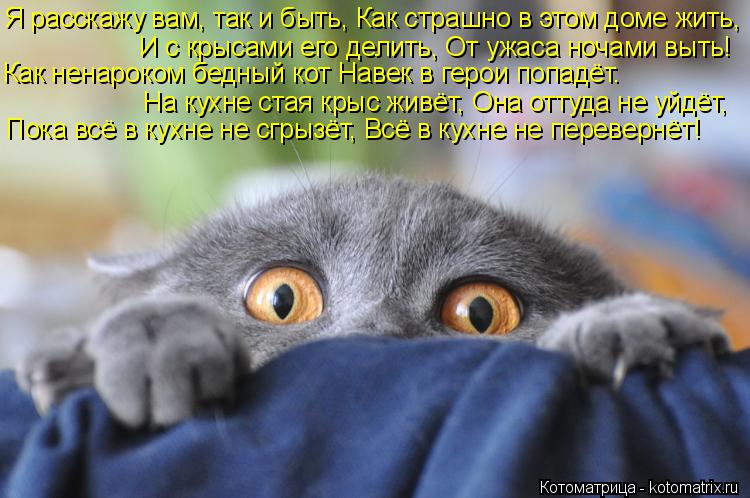 Котоматрица: Я расскажу вам, так и быть, Как страшно в этом доме жить, И с крысами его делить, От ужаса ночами выть! Как ненароком бедный кот Навек в герои п