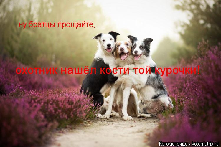 ну братцы прощайте, охотник нашёл кости той курочки!... Котоматрица: ну братцы прощайте, охотник нашёл кости той курочки!