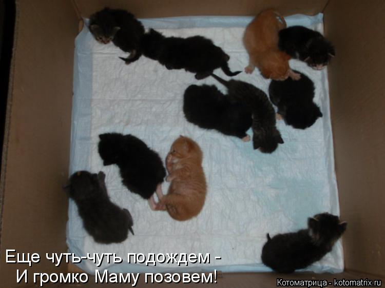 Котоматрица: И громко Маму позовем! Еще чуть-чуть подождем -