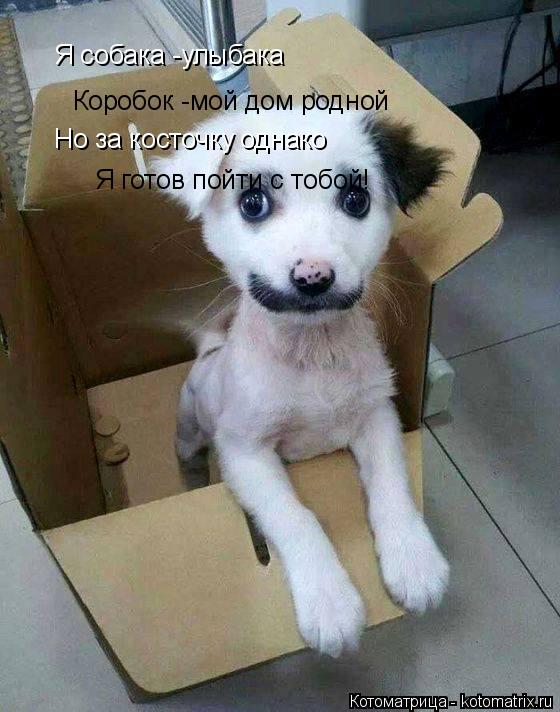 Котоматрица: Я собака -улыбака Коробок -мой дом родной Но за косточку однако Я готов пойти с тобой!