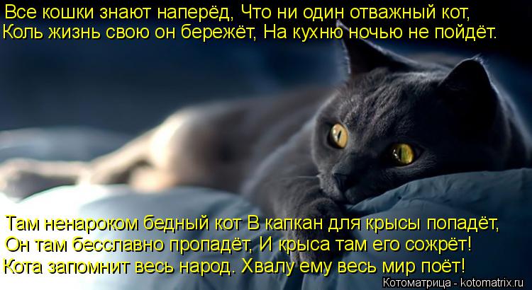 Котоматрица: Все кошки знают наперёд, Что ни один отважный кот, Коль жизнь свою он бережёт, На кухню ночью не пойдёт. Там ненароком бедный кот В капкан для