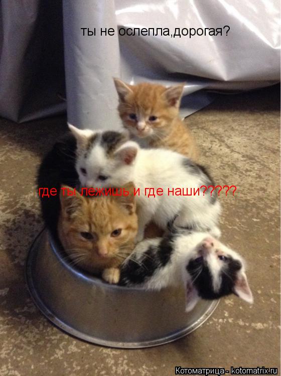 ты не ослепла,дорогая? где ты лежишь и где наши?????... Котоматрица: ты не ослепла,дорогая? где ты лежишь и где наши?????