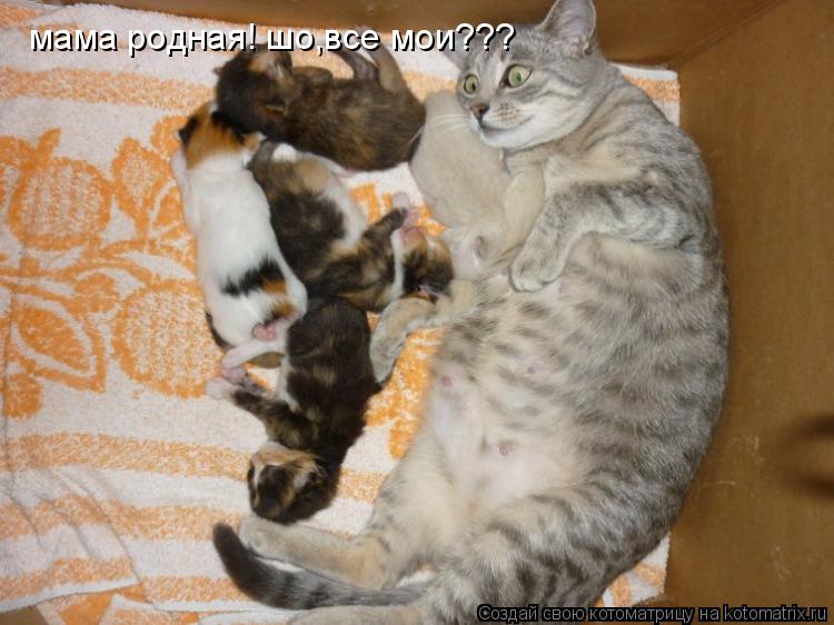 Котоматрица: мама родная! шо,все мои???