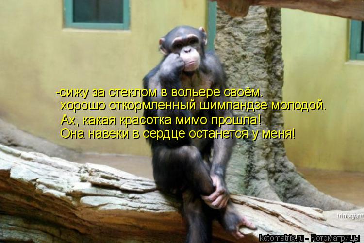 Котоматрица: -сижу за стеклом в вольере своём. хорошо откормленный шимпандзе молодой. Ах, какая красотка мимо прошла! Она навеки в сердце останется у мен