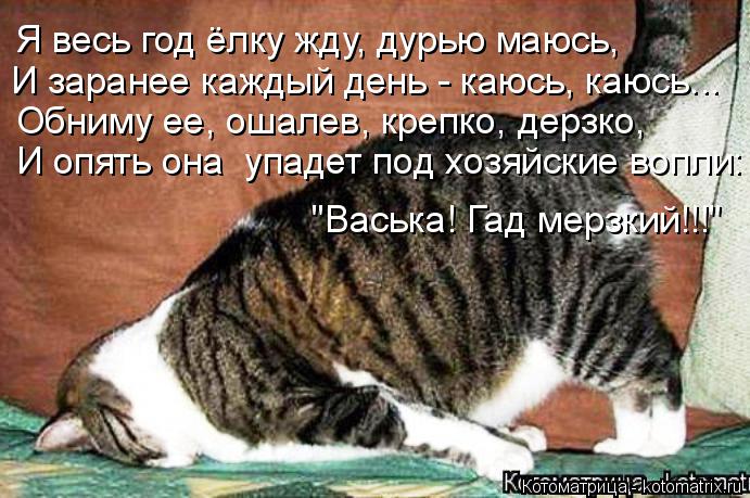 Котоматрица: Я весь год ёлку жду, дурью маюсь, И заранее каждый день - каюсь, каюсь... Обниму ее, ошалев, крепко, дерзко, И опять она  упадет под хозяйские воп