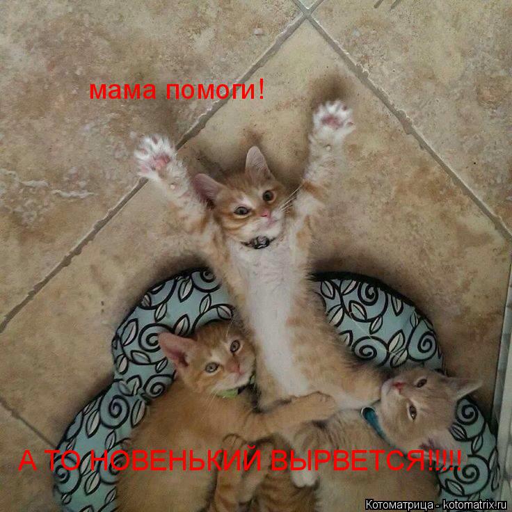 Котоматрица: мама помоги! А ТО НОВЕНЬКИЙ ВЫРВЕТСЯ!!!!!
