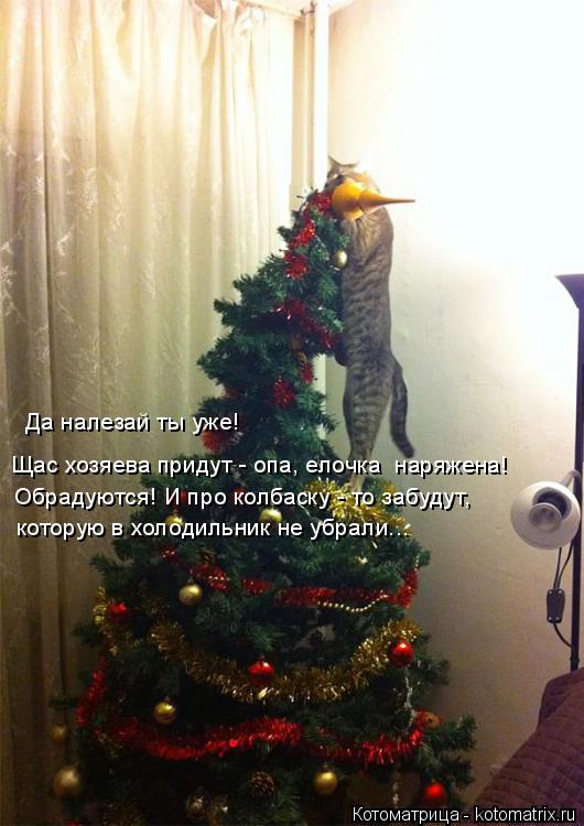 Котоматрица: Да налезай ты уже! Щас хозяева придут - опа, елочка  наряжена! Обрадуются! И про колбаску - то забудут, которую в холодильник не убрали...