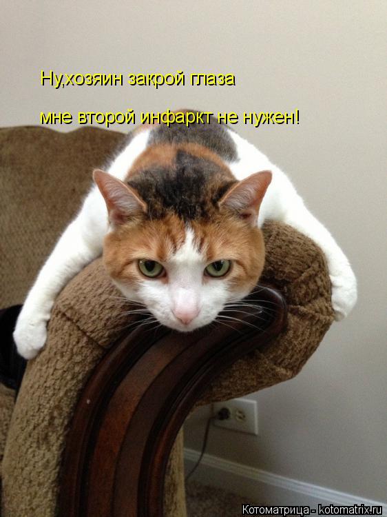 Ну,хозяин закрой глаза мне второй инфаркт не нужен!... Котоматрица: Ну,хозяин закрой глаза мне второй инфаркт не нужен!