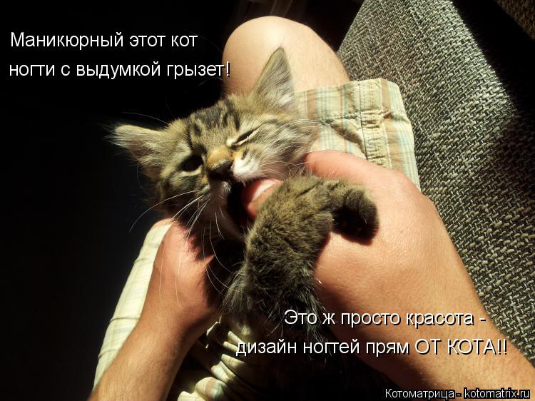 Котоматрица: Маникюрный этот кот ногти с выдумкой грызет! Это ж просто красота - дизайн ногтей прям ОТ КОТА!!