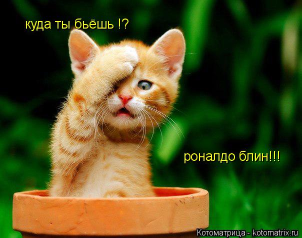 куда ты бьёшь !? роналдо блин!!!... Котоматрица: куда ты бьёшь !? роналдо блин!!!