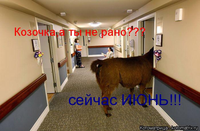 Котоматрица: Козочка,а ты не рано??? сейчас ИЮНЬ!!!