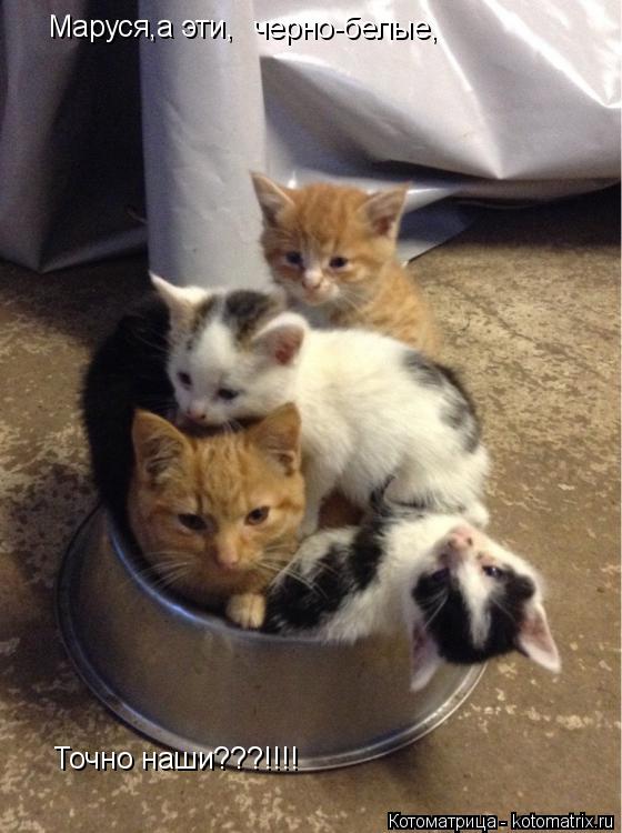 Котоматрица: Маруся,а эти, черно-белые, Точно наши???!!!!